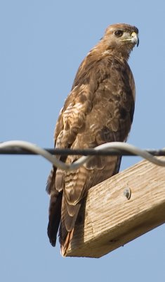 Red Tailed Hawk