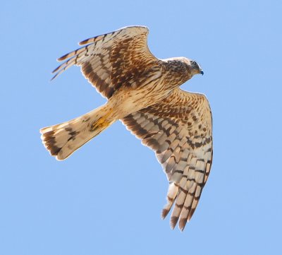 northern harrier female