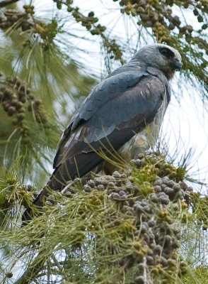 mississippi kite