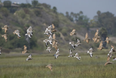 Willets & marbled godwits.