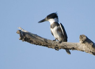 The elusive belted kingfisher