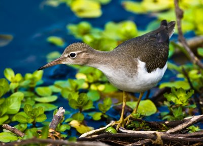 spotted sandpiper