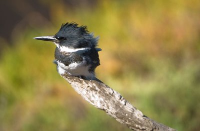 kingfisher