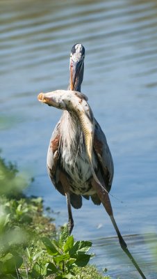 heron eating a carp