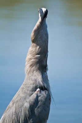 heron after swallowing 2lb carp