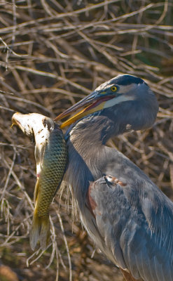 killer heron tries a little spearfishing