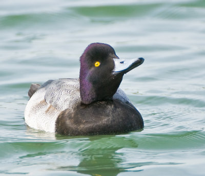 mr lesser scaup