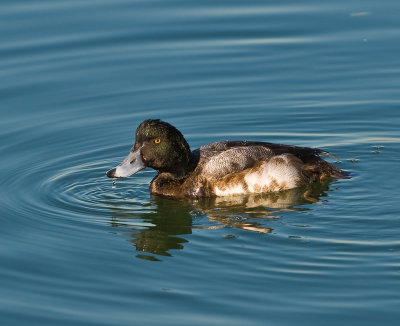 mr  greater scaup I think??