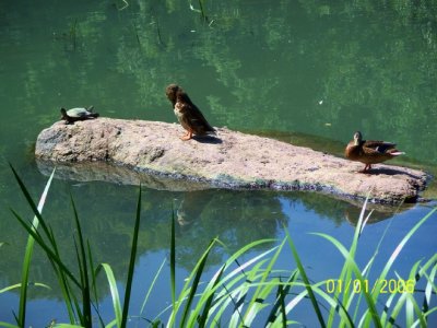 mallards