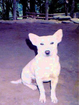 ifugao dog.jpg