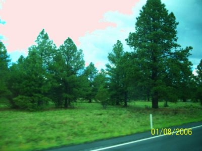 arizona pinewoods