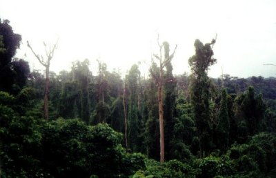 Bat Kingdom in Subic