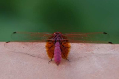 ¾å½Å»fTrithemis aurora DSC_03580001.JPG