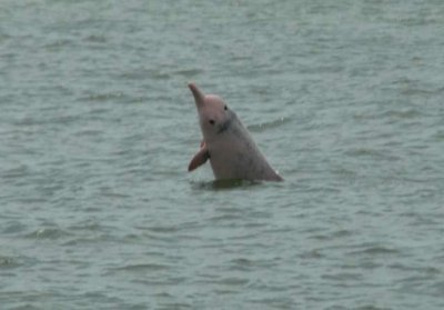 Chinese White Dolphin中華白海豚 DSC_04720001.JPG