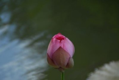 DSC_0354.JPG