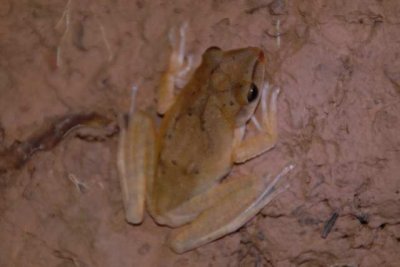 LxBrown Tree Frog DSC_10410001.JPG
