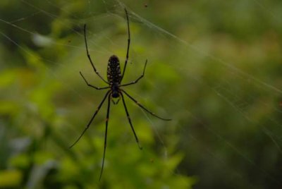 Nephila pilipess DSC_00260001.JPG