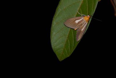 Bibasis gomata   ճʧ˽ DSC_10150001.JPG