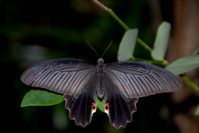 Papilio protenor   ŻDSC_10260001.JPG