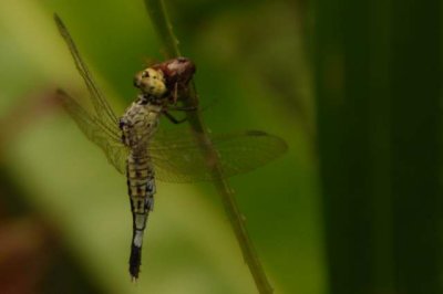 ºI´³¯ß»fNeurothemis tulliaDSC_00120001.JPG