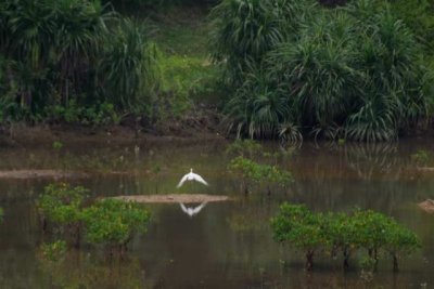 egret DSC_11050001.JPG