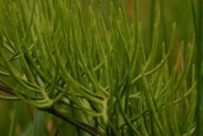 Euphorbia tirucalli ºñ¥É¾ðDSC_11970001.JPG