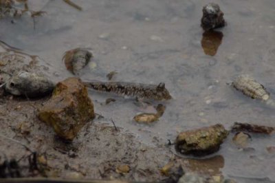 mud-skipper DSC_11850001.JPG