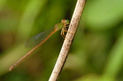 ¯[²y¾ï¶ÀîeCeriagrion auranticum DSC_00410001.JPG