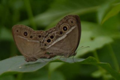 Mycalesis zonata ¥³»¬Ü²´½º DSC_06700001.JPG