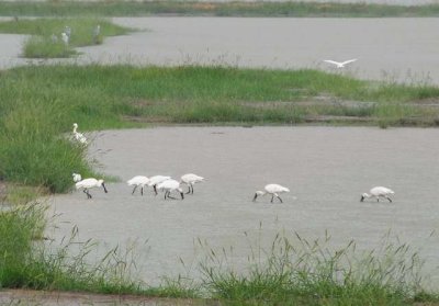 ¶ÂÁyµ\ÆOBlack-faced spoonbill DSC_01160001.JPG