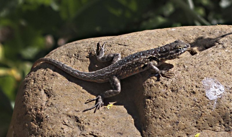 Blotch-sided Lizard