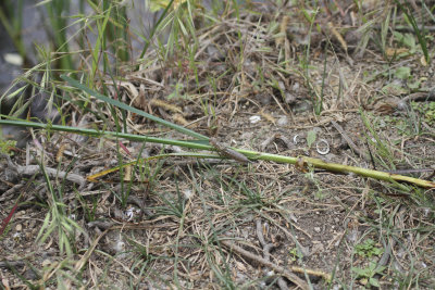 Dragon Fly
