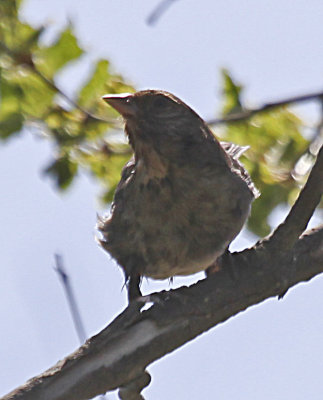 Lark Sparrow