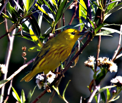 Yellow Warbler