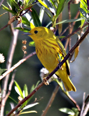 Yellow Warbler