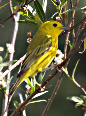 Yellow Warbler