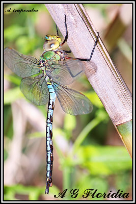 Anax imperator - teneral male 