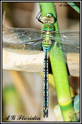 Anax imperator - teneral male