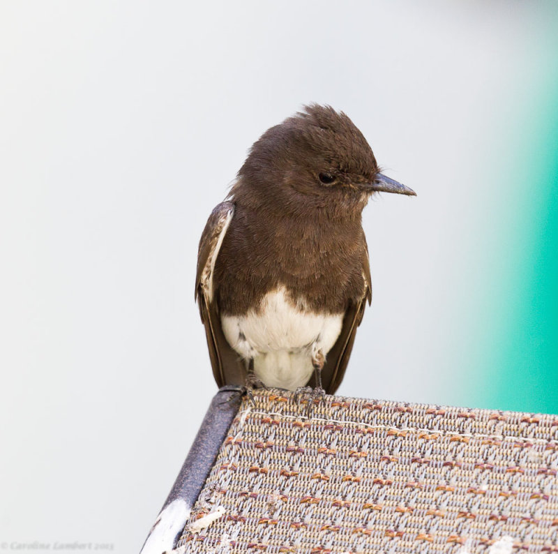 Black Phoebe