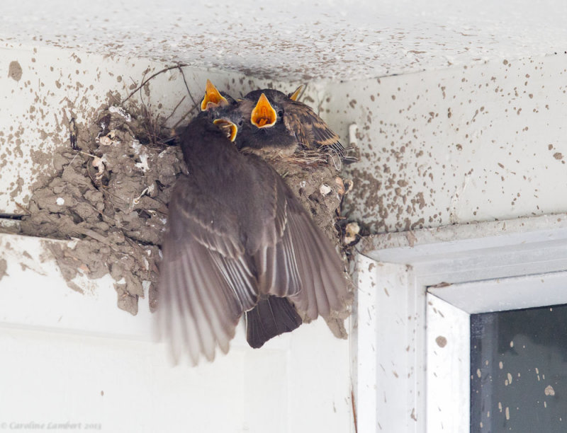 Black Phoebe and chicks