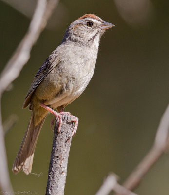 Rufous-crowned Sparrow