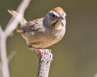Rufous-crowned Sparrows