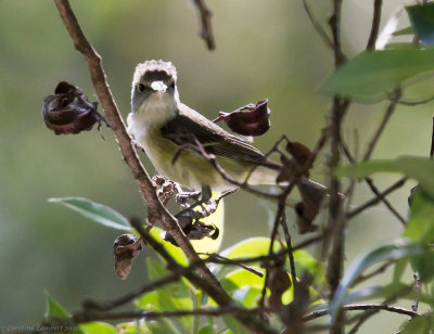 Cassin's Vireo