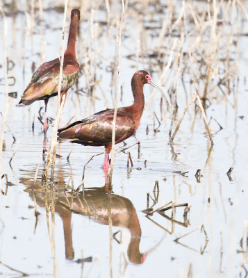 White-faced Ibis