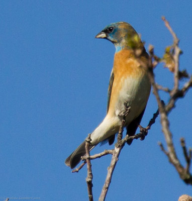 Lazuli Bunting