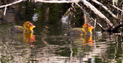 American Coots