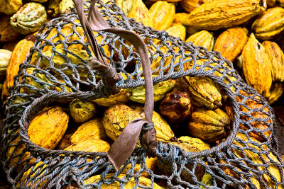 Cacao Fruit