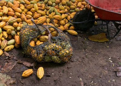 Picking Cacao