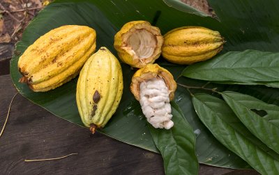 Cacao Still Life #2