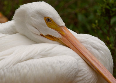 White Pelican